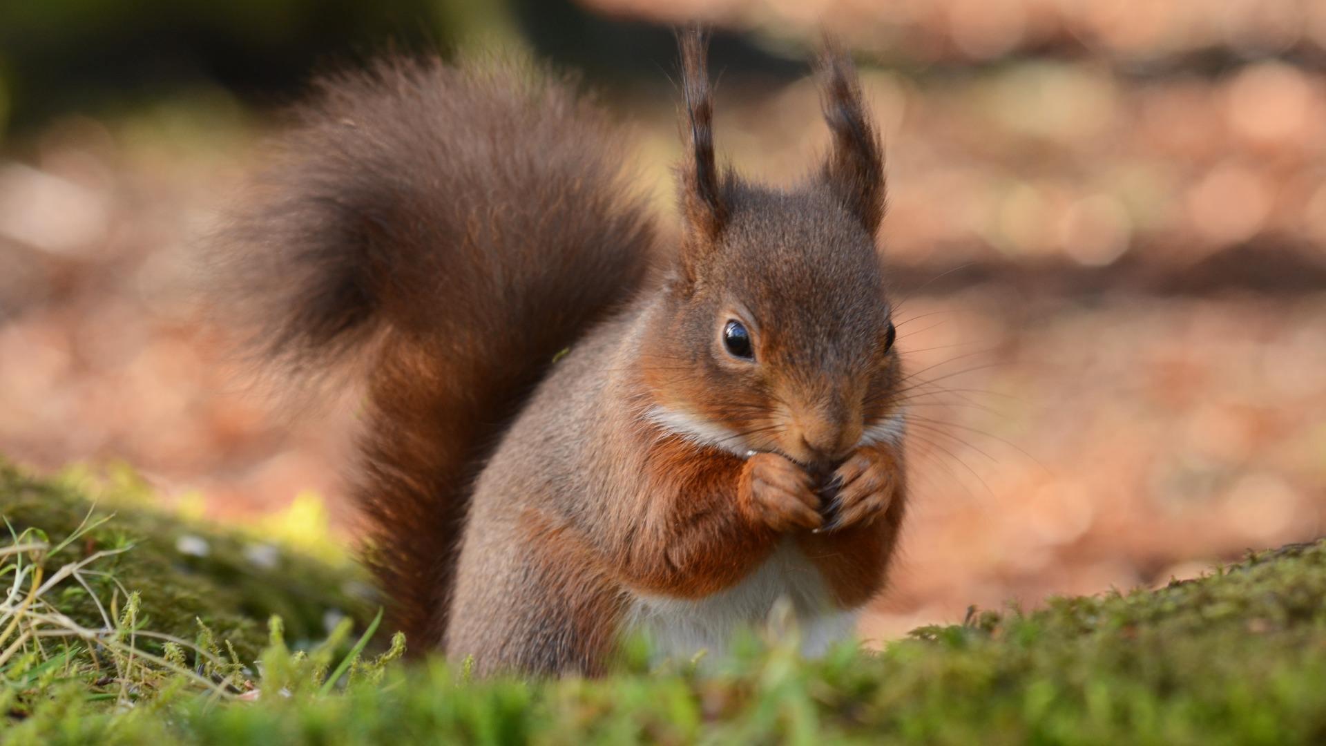 疫情起源与演变,探寻疫情起源及演变历程 疫情起源与演变,探寻疫情起源及演变历程