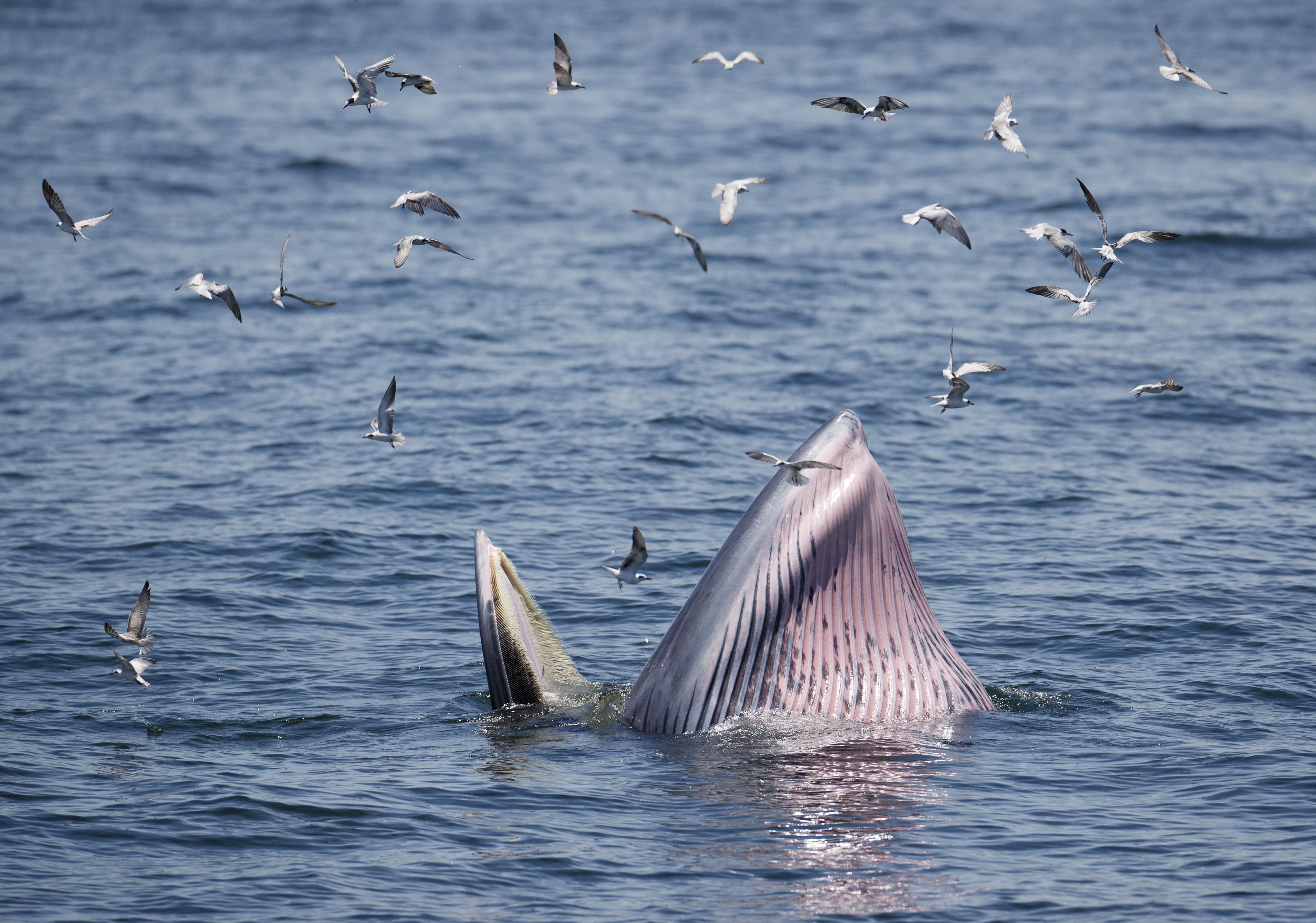 新冠疫情起源时间探究