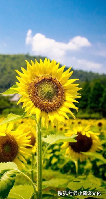 疫情期间家庭教育的启示与感悟 疫情期间家庭教育的启示与感悟