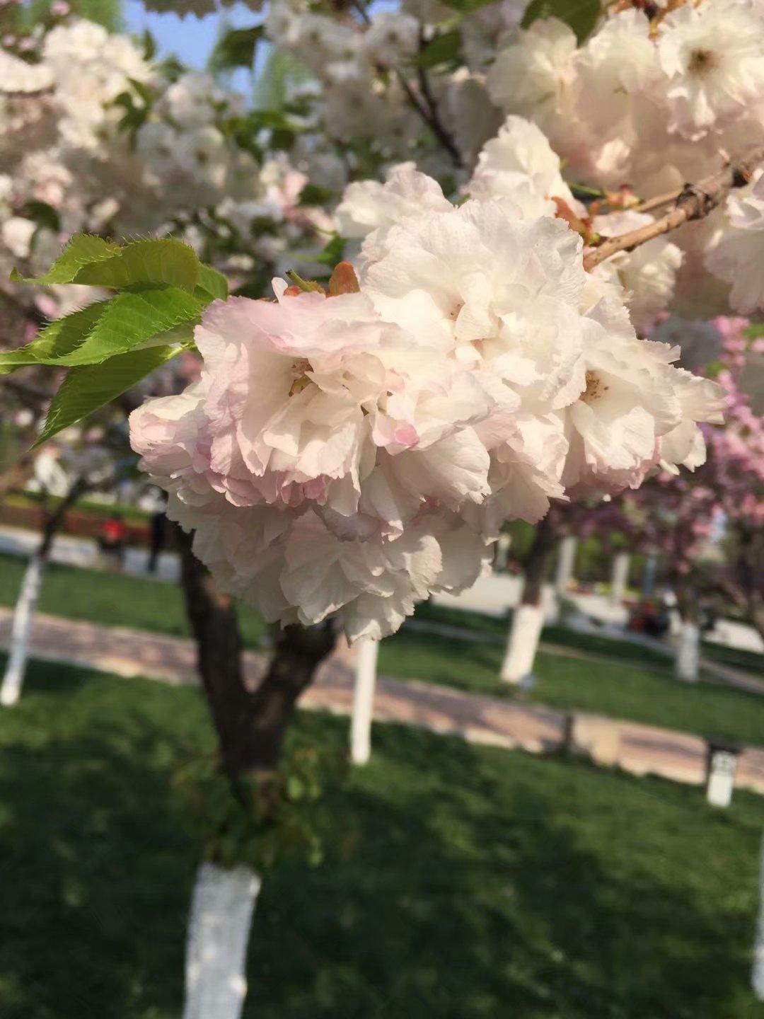 疫情前后，人类社会的挑战与复苏之路