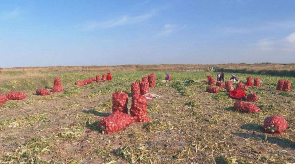 疫情解除封路探讨,数据视角下的2020年抗疫之路 疫情解除封路探讨,数据视角下的2020年抗疫之路