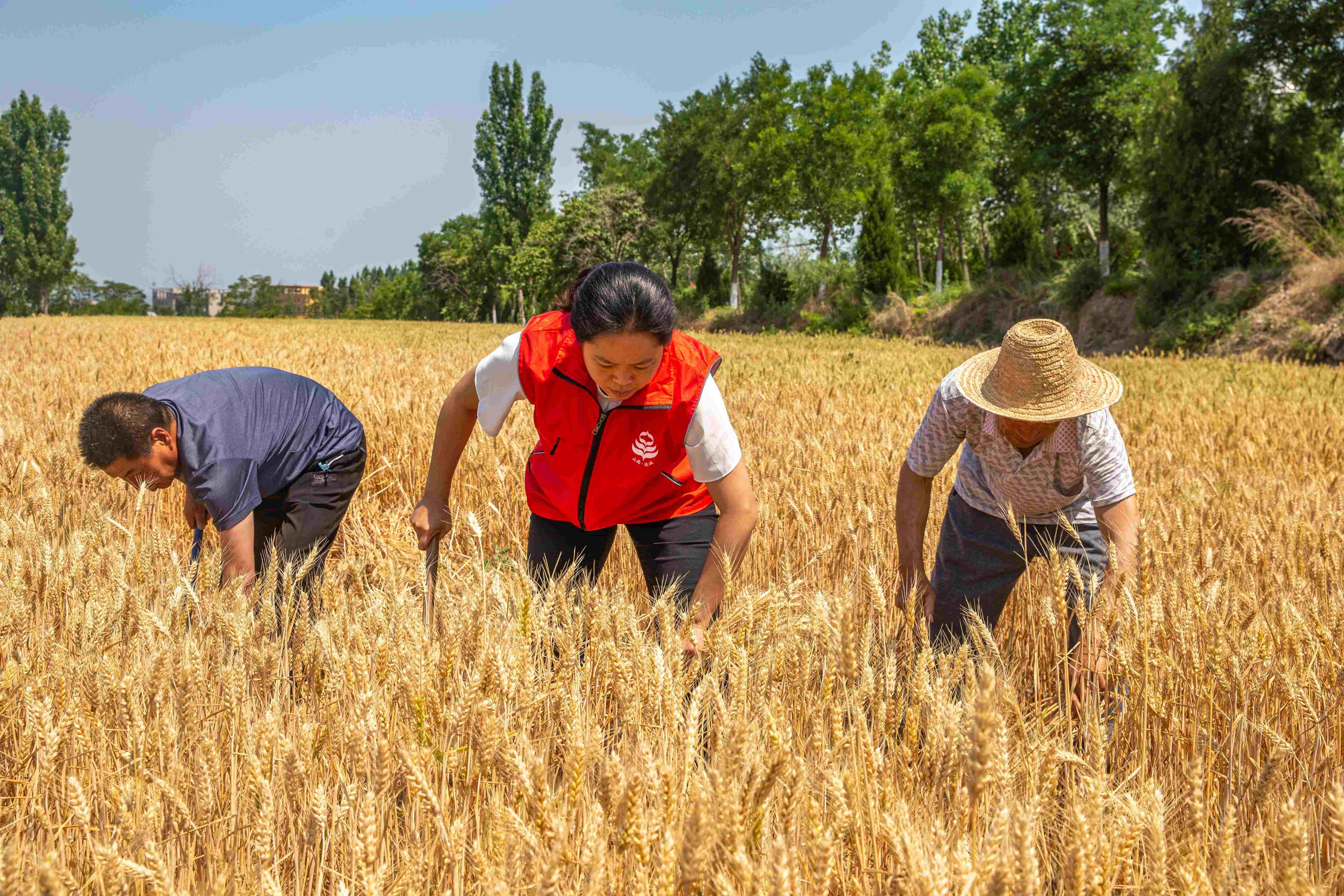 山西省疫情防控平台，数字防线筑牢，守护三晋平安无恙