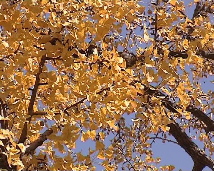 河北石家庄怡情之旅,探寻城市中的静谧与美好 河北石家庄怡情之旅,探寻城市中的静谧与美好