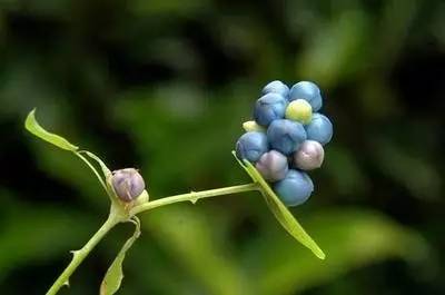 辅助神器“新海贝之城有挂吗”(原来确实是有挂)
