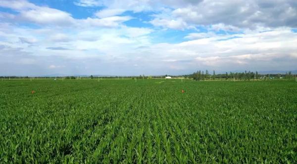 呼和浩特疫情放假,应对挑战的关键时刻 呼和浩特疫情放假,应对挑战的关键时刻