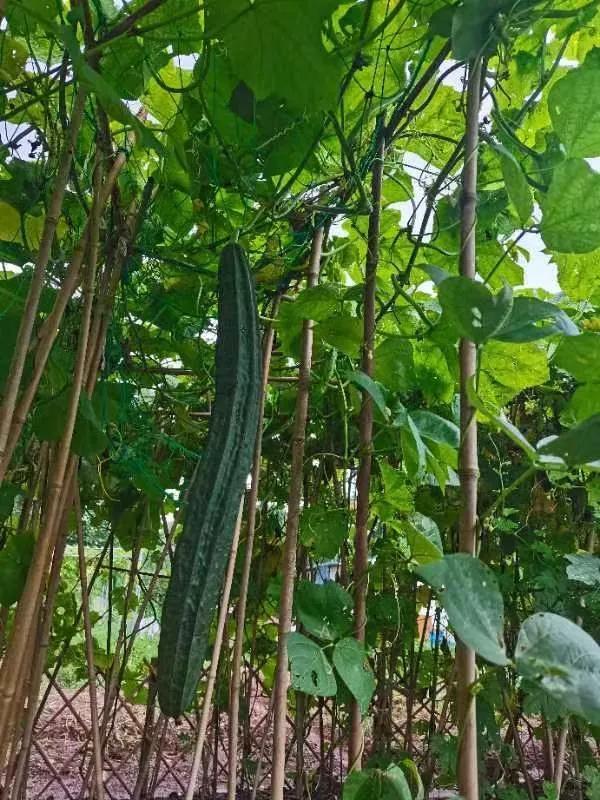 郑州疫情封城时长与影响深度全面解析 郑州疫情封城时长与影响深度全面解析