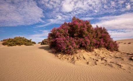 郑州封城最新通知，应对疫情的重要决策与全民行动措施
