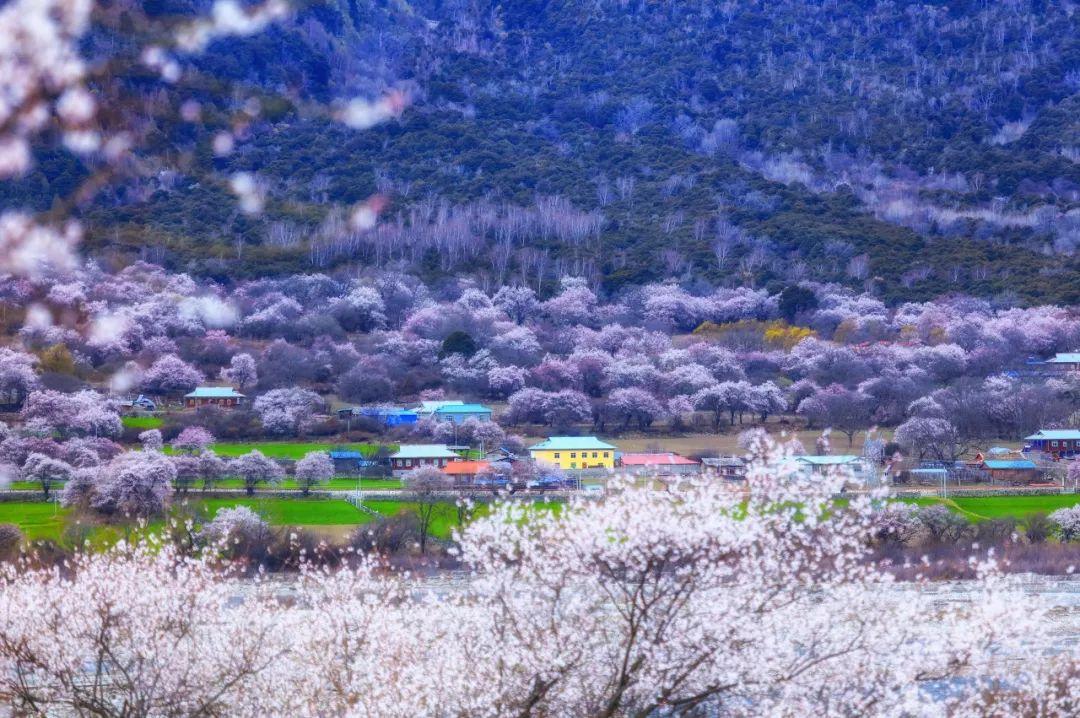 西藏自治区最新通告与疫情应对，长春观察视角