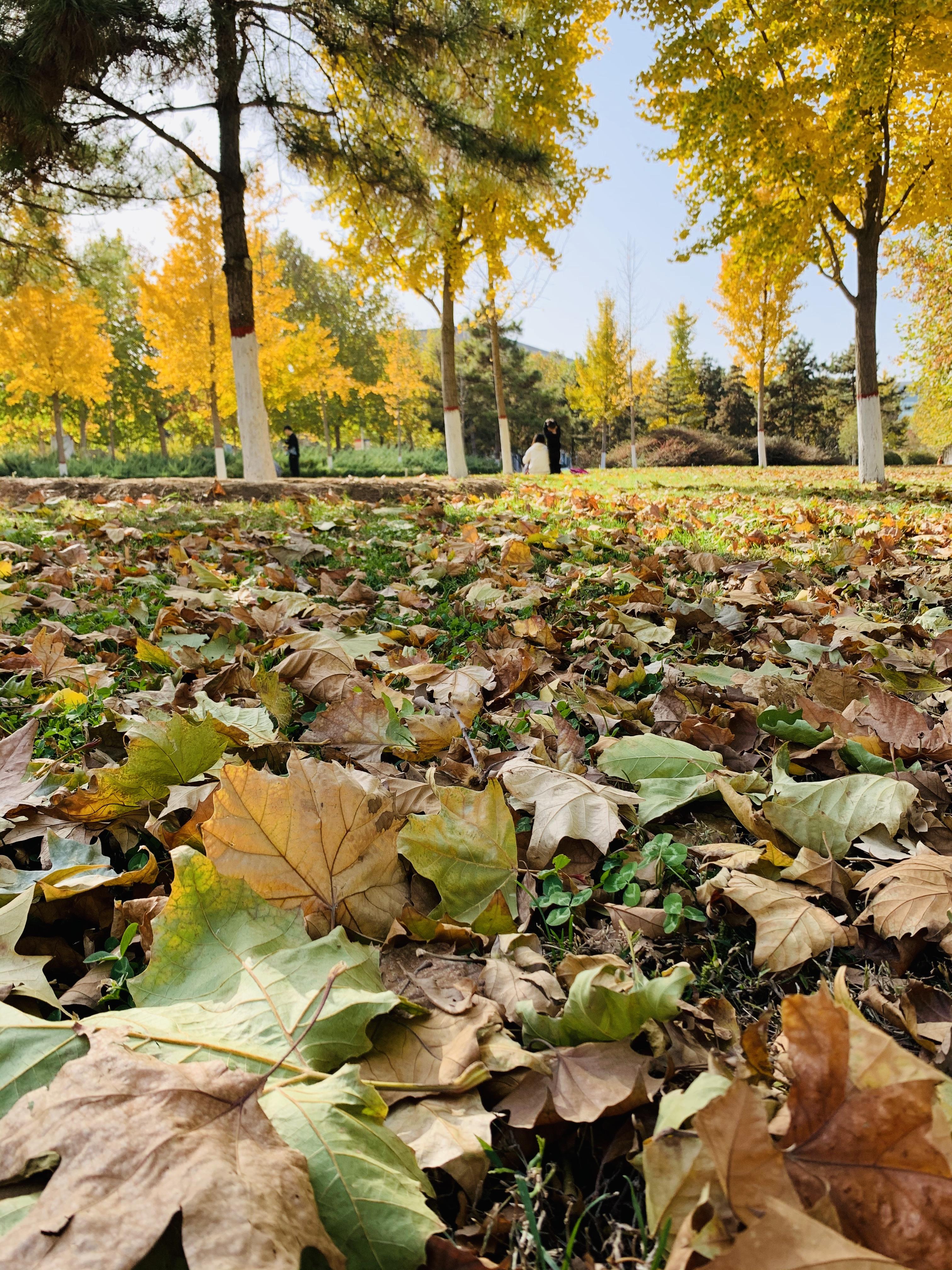 石家庄街头大学生面临的疫情困境 石家庄街头大学生面临的疫情困境