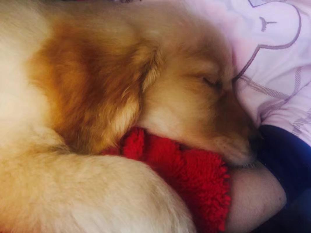 北京疫苗,守护健康的坚强后盾 北京疫苗,守护健康的坚强后盾