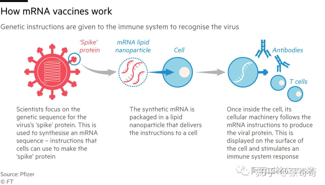 石家庄疫苗接种情况深度解析
