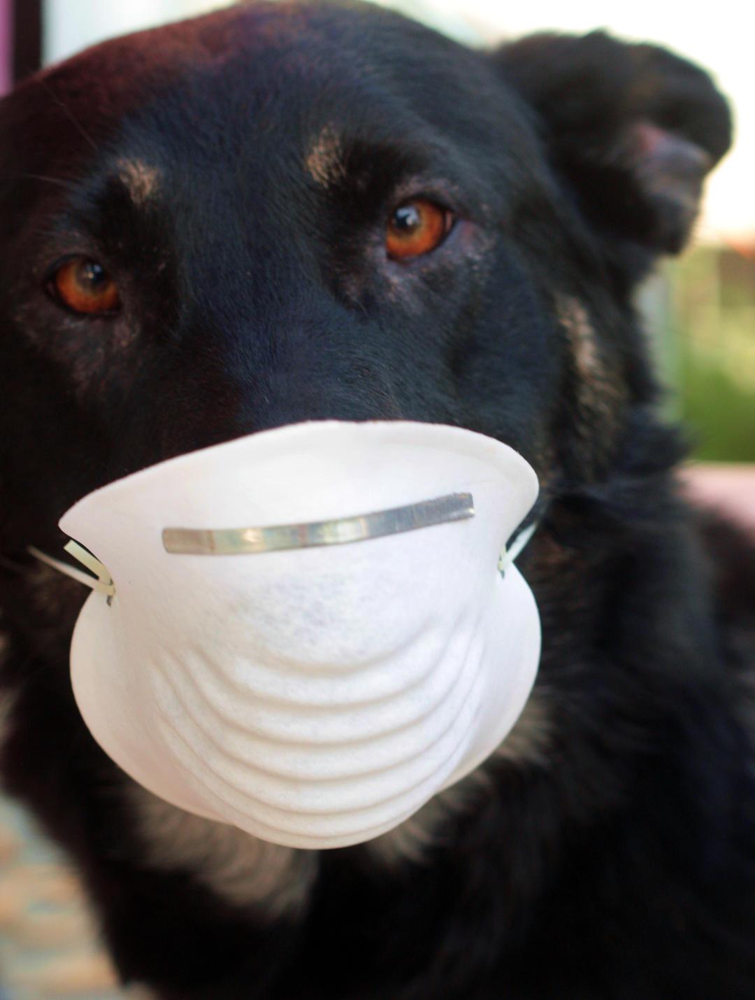 香港新冠病毒最新动态及防控措施更新