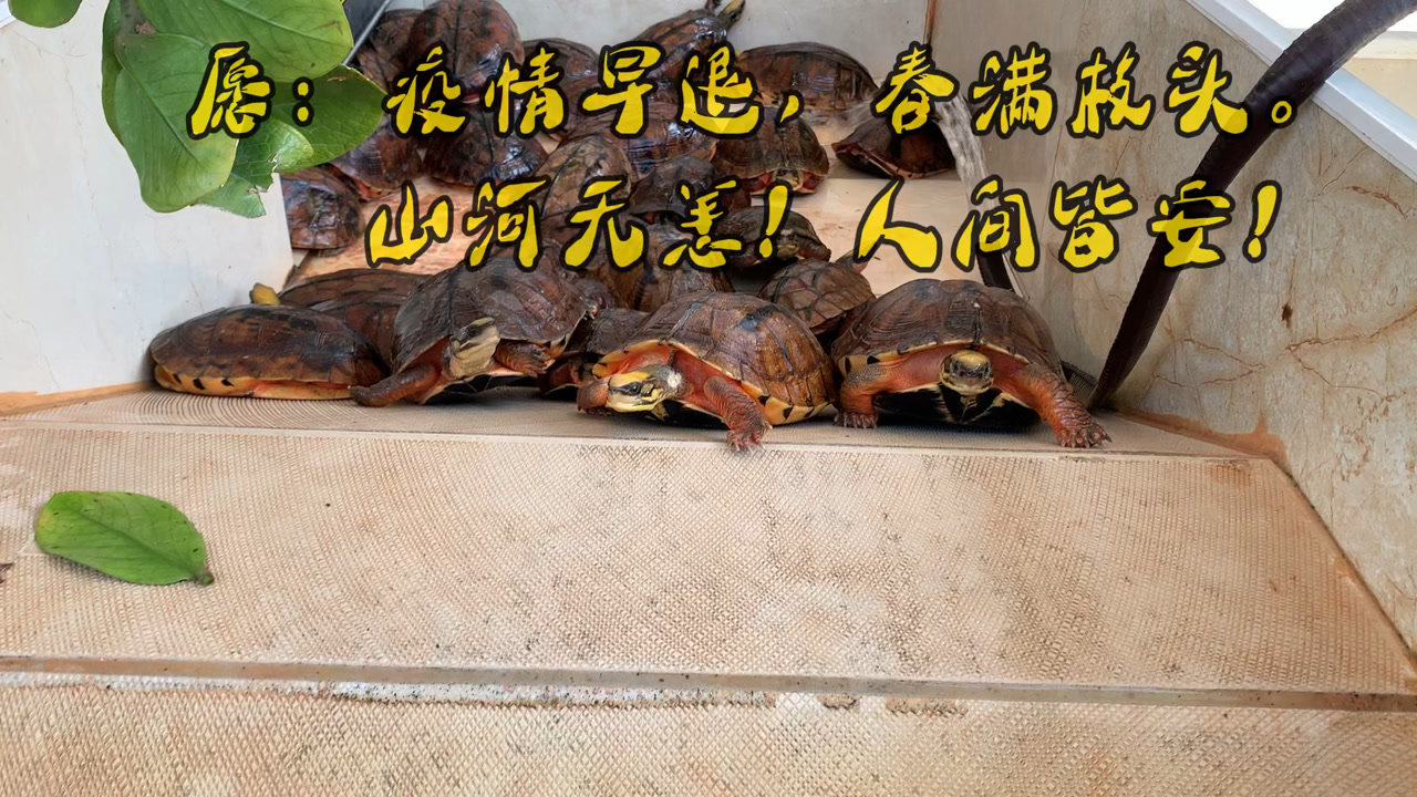 辅助开挂工具“欢乐龙城棋牌有挂吗!详细分享装挂步骤