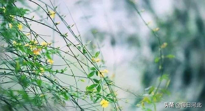 河北与北京疫情对比，挑战与应对策略