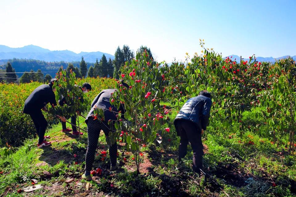 重庆机场对北京乘客防疫措施，细致入微保障旅客安全出行