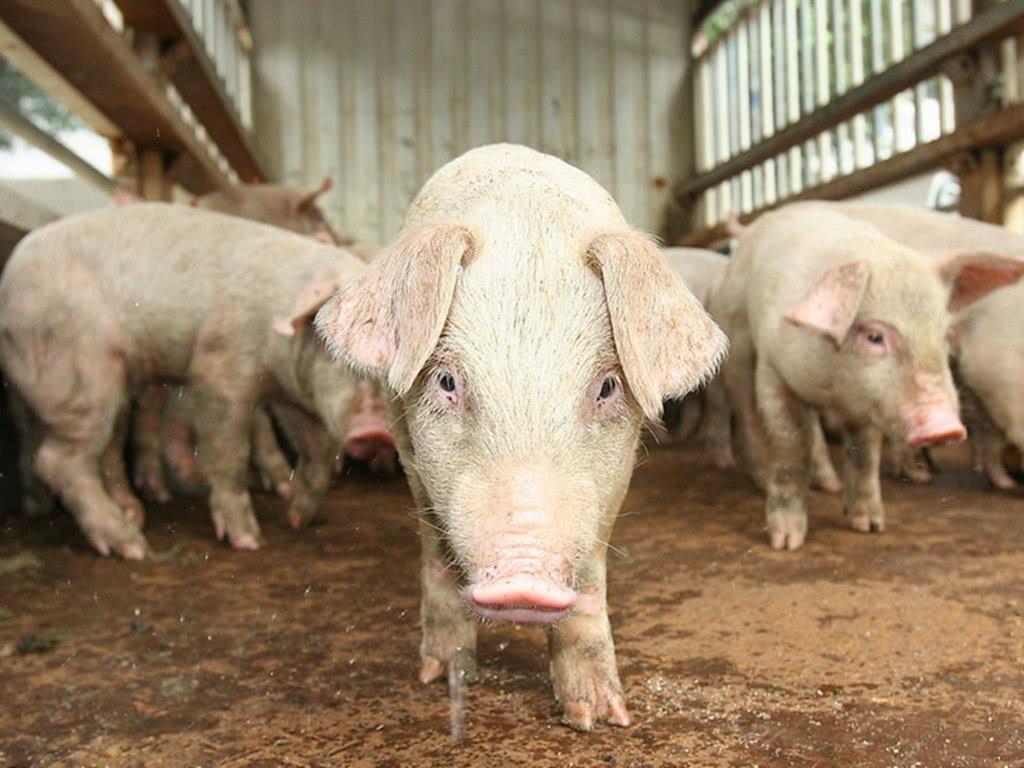 疫情背景下的疫苗普及之路，北京疫苗与拉萨接种点的探索实践