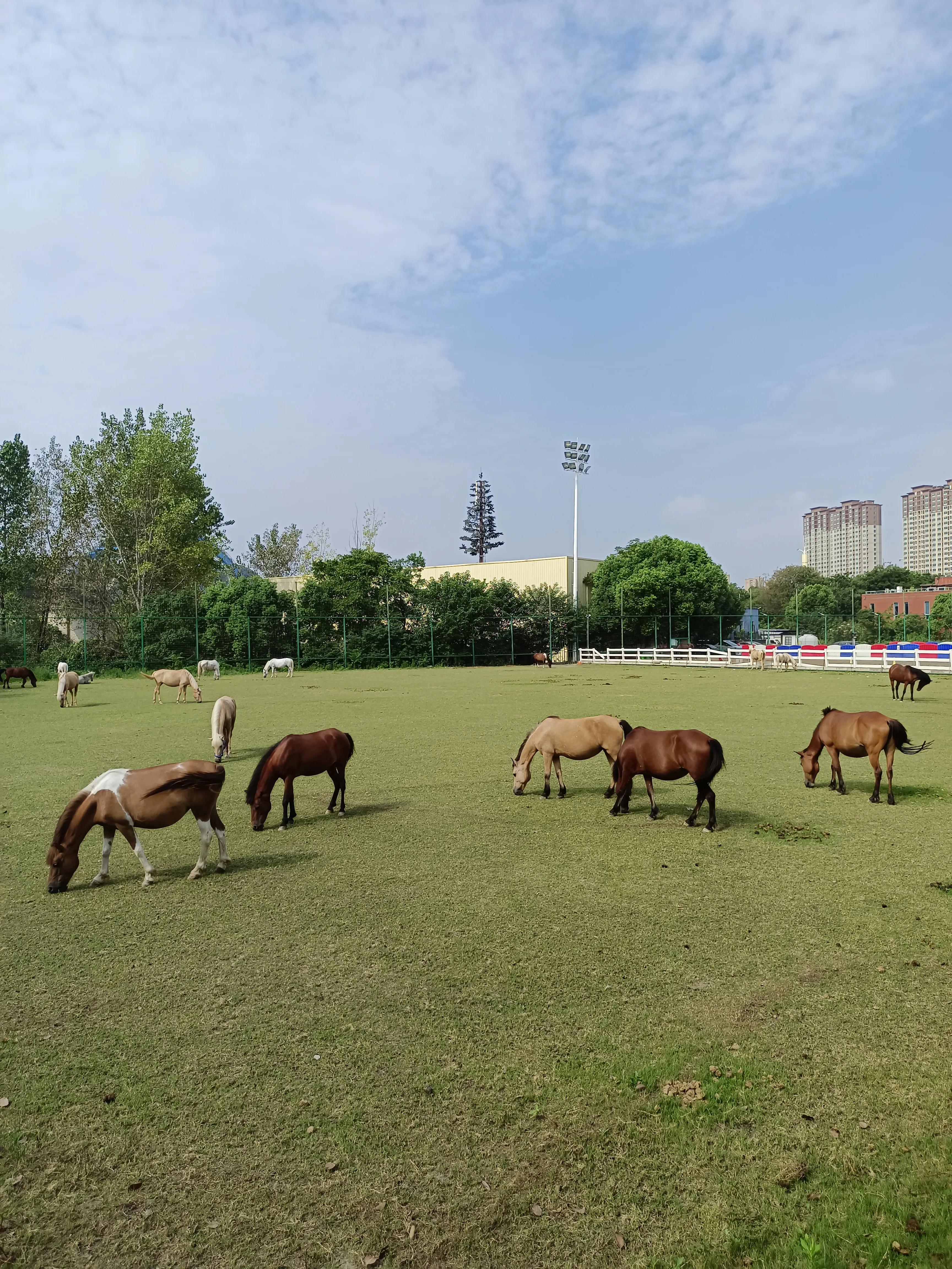 河南对南京疫情政策的响应与实施措施