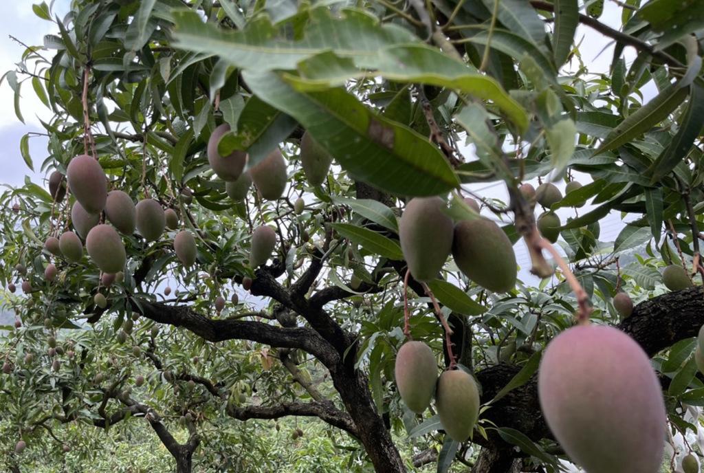 辅助神器“川南麻将怎么开挂”(原来确实是有挂)
