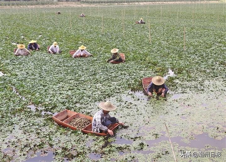 强力推荐“好运大菠萝作弊!专业师傅带你一起了解(确实有挂)