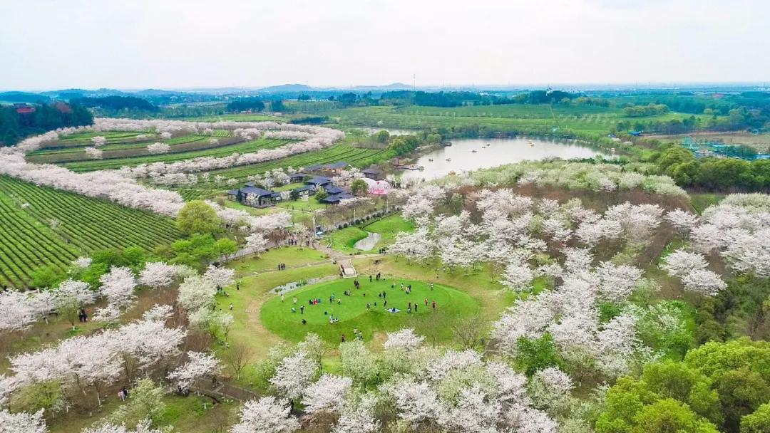 辅助神器“好运大菠萝比鸡有挂吗!详细分享装挂步骤