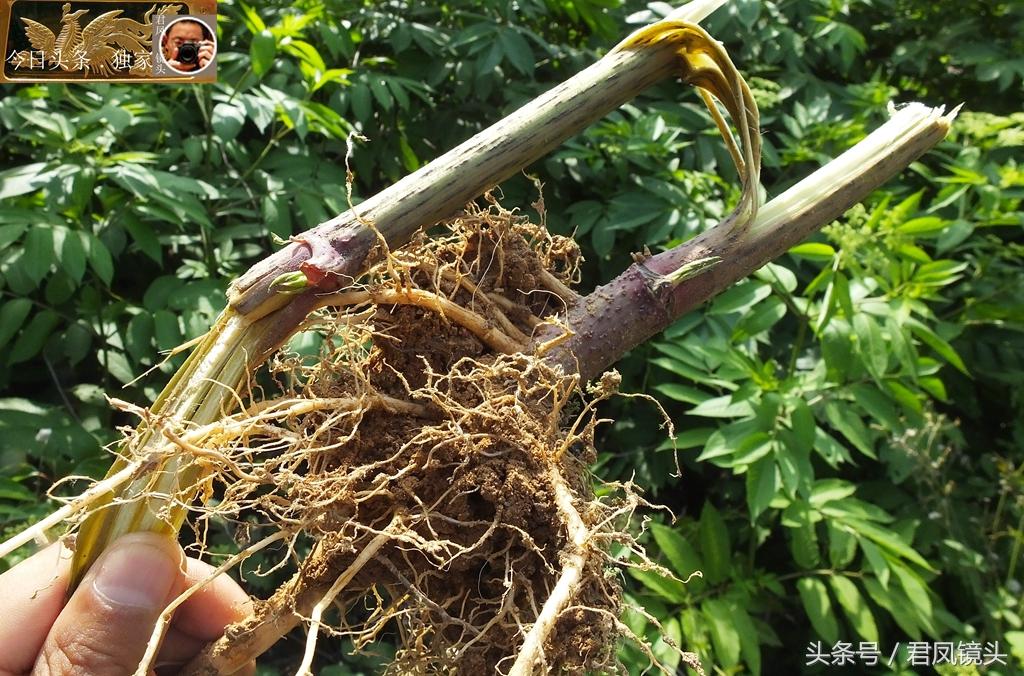 教程辅助!“微乐开挂辅助器免费安装 ”其实确实有挂