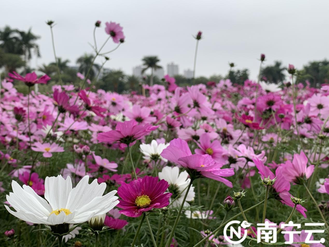 西藏自治区疫情政策与南宁最新防控动态解析