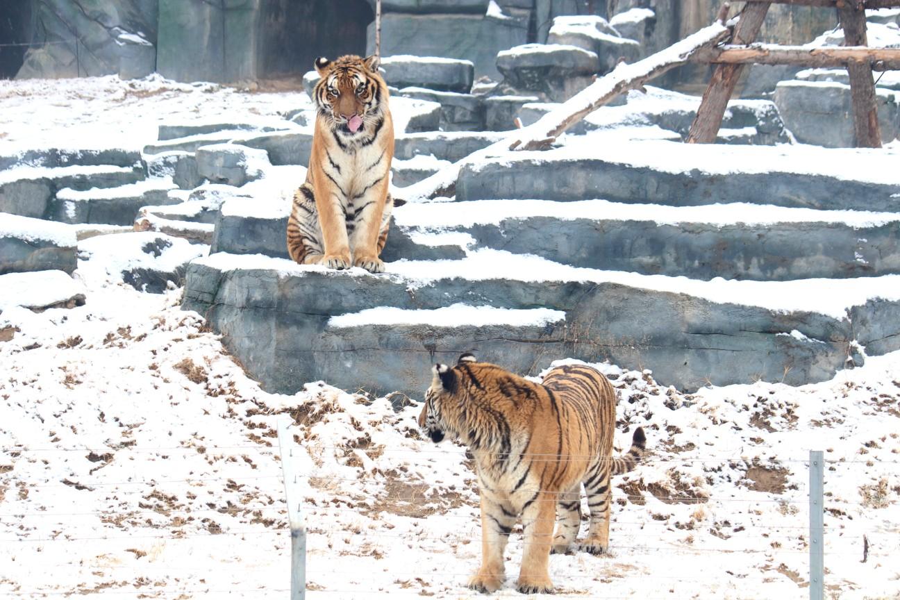 疫情沈阳鸡架最新消息合肥天气（沈阳鸡架确诊）