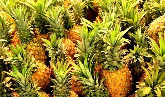 科普知识“拱趴大菠萝为什么一直输”其实确实有挂