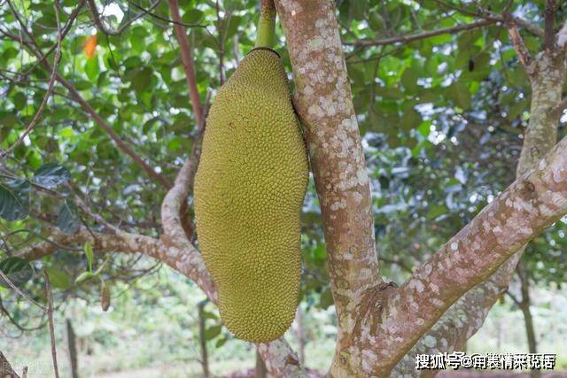 科普知识“拱趴大菠萝为什么一直输”其实确实有挂