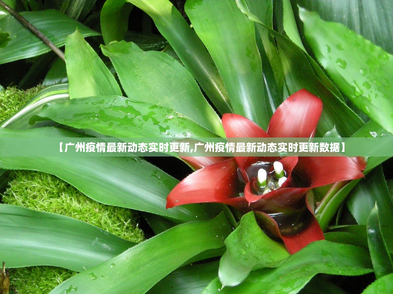 【广州疫情最新动态实时更新,广州疫情最新动态实时更新数据】 【广州疫情最新动态实时更新,广州疫情最新动态实时更新数据】