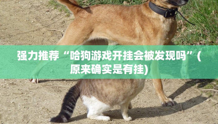强力推荐“哈狗游戏开挂会被发现吗”(原来确实是有挂)