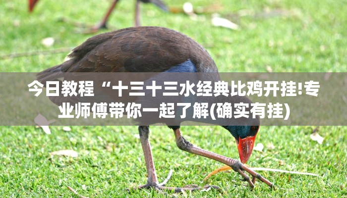 今日教程“十三十三水经典比鸡开挂!专业师傅带你一起了解(确实有挂)