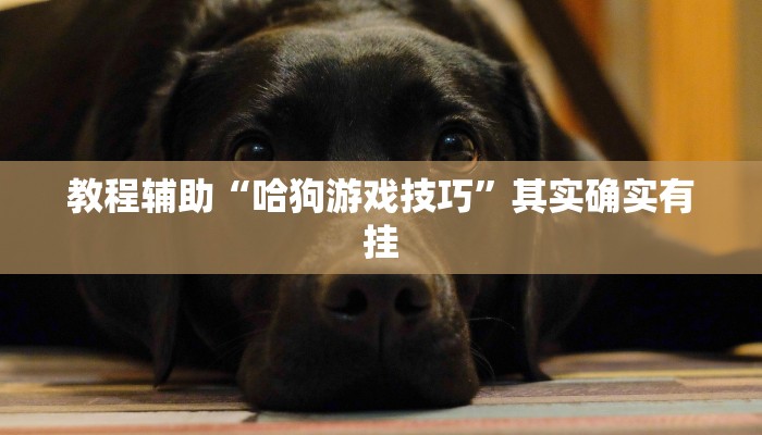 教程辅助“哈狗游戏技巧”其实确实有挂