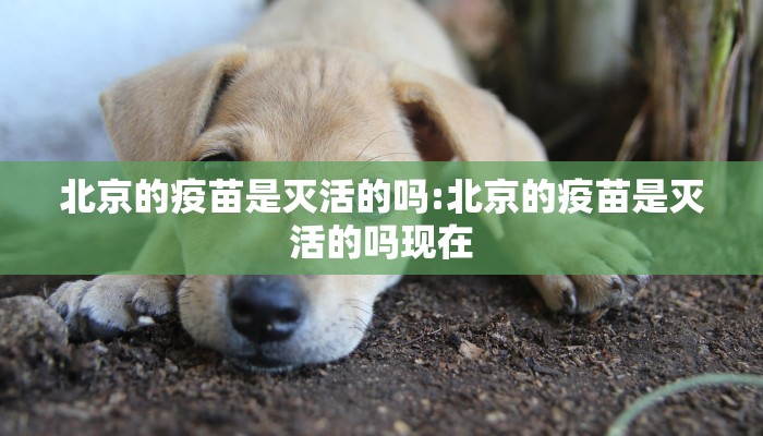 北京的疫苗是灭活的吗:北京的疫苗是灭活的吗现在