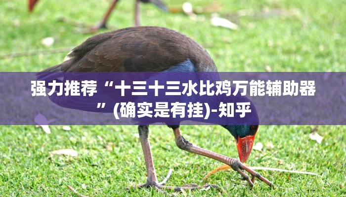 强力推荐“十三十三水比鸡万能辅助器”(确实是有挂)-知乎